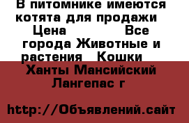 В питомнике имеются котята для продажи › Цена ­ 30 000 - Все города Животные и растения » Кошки   . Ханты-Мансийский,Лангепас г.